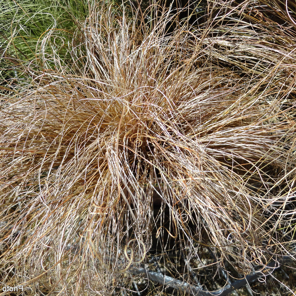 Carex Bronze Form (9cm)