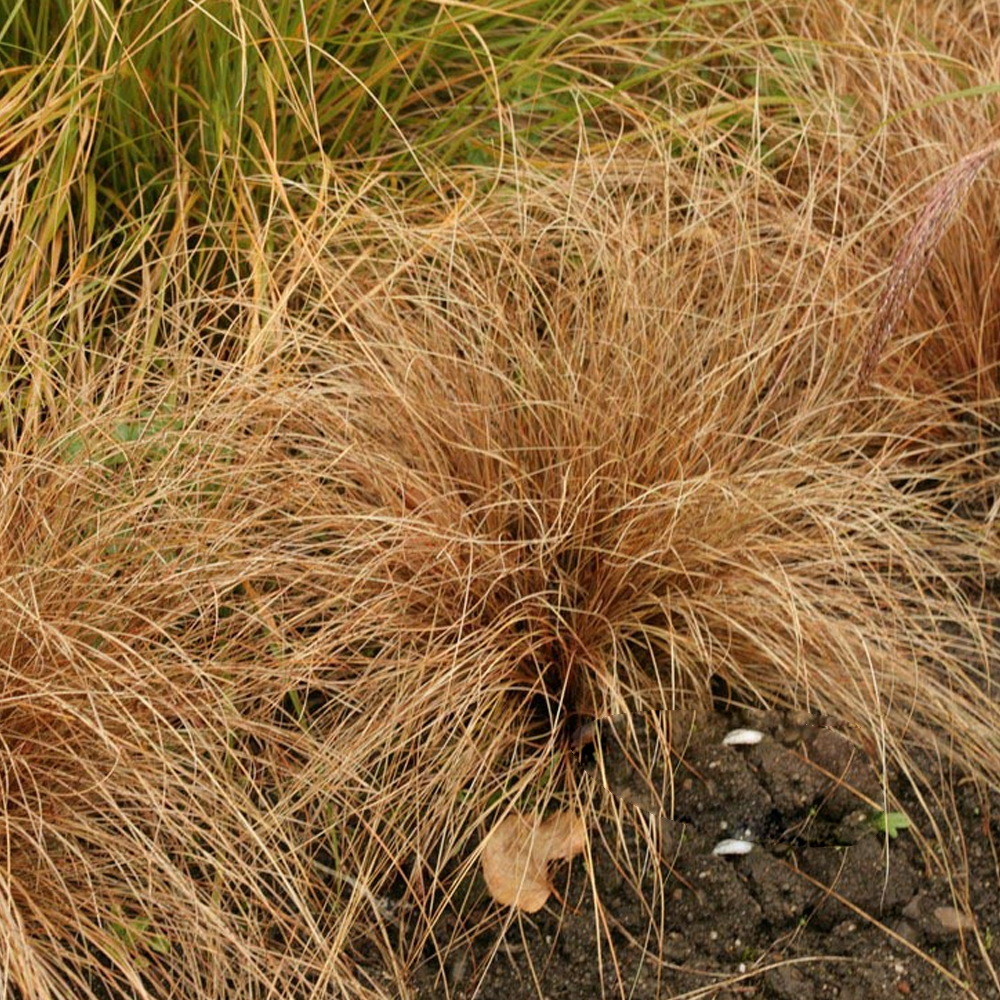 Carex Bronze Form (9cm)