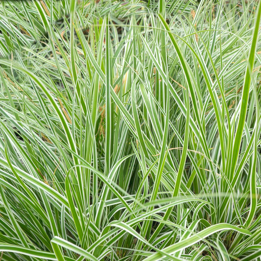 Carex Everest (9cm)