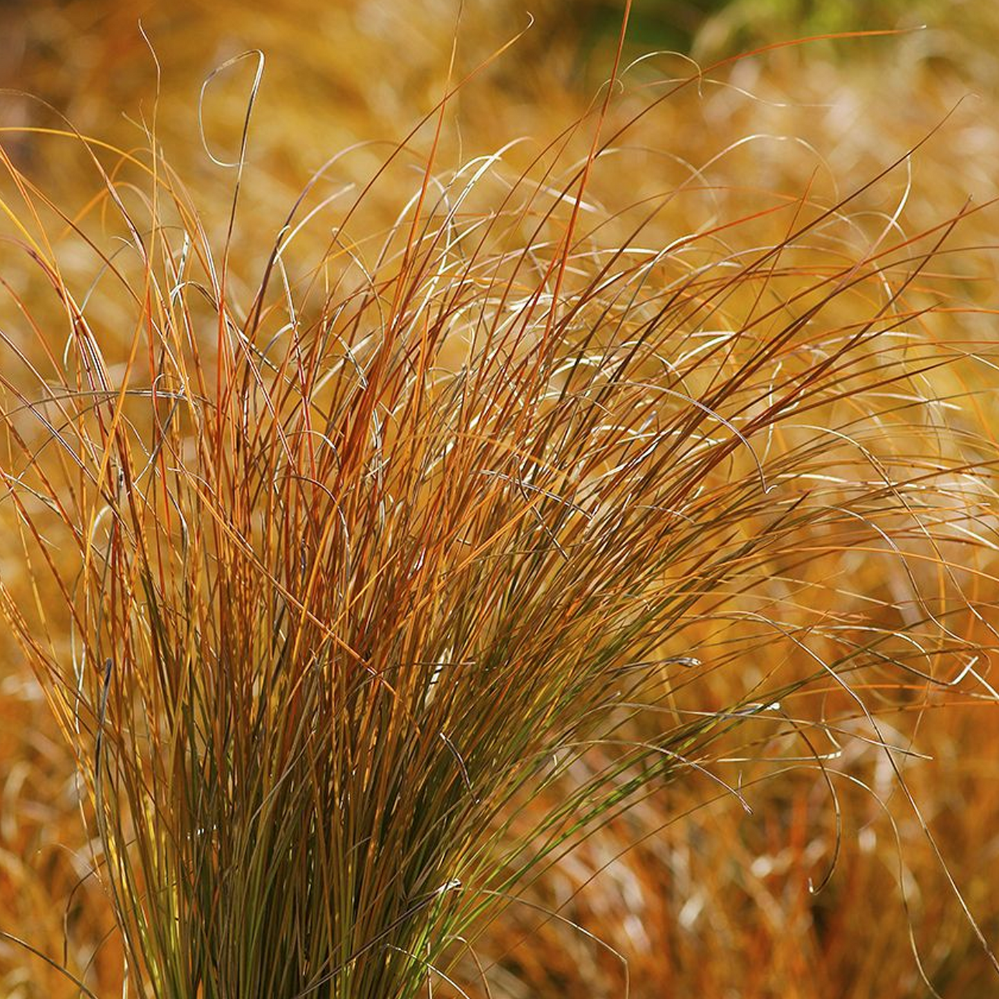 Carex Prairie Fire (9cm)