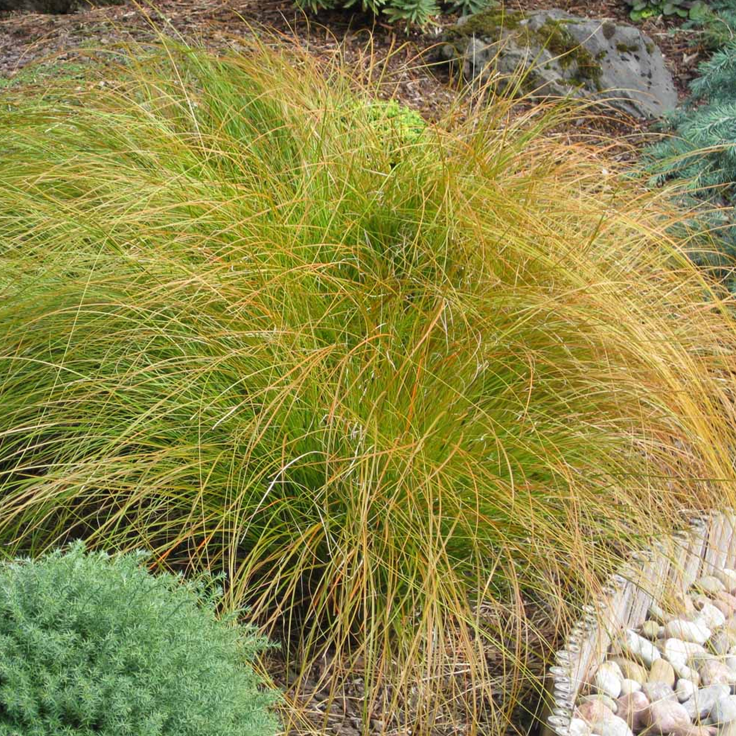 Carex Prairie Fire (9cm)