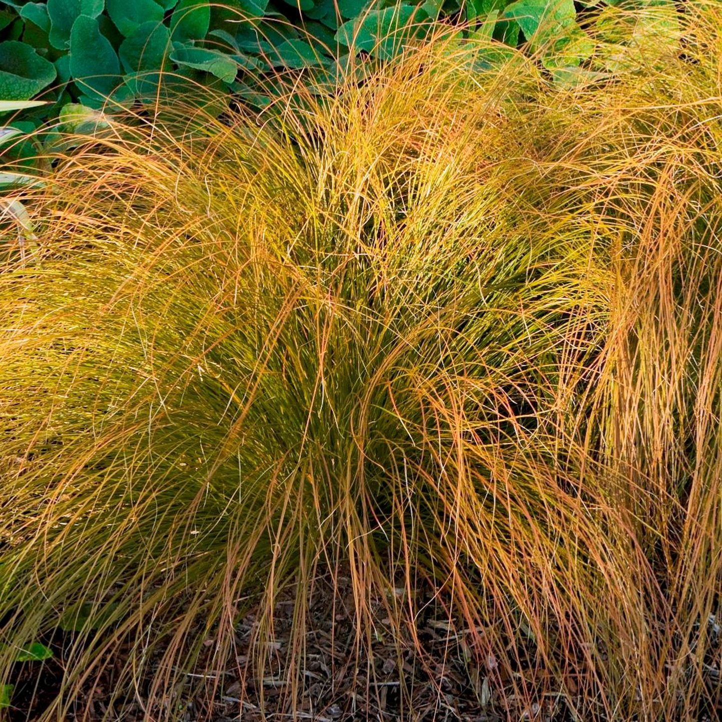 Carex Prairie Fire (9cm)