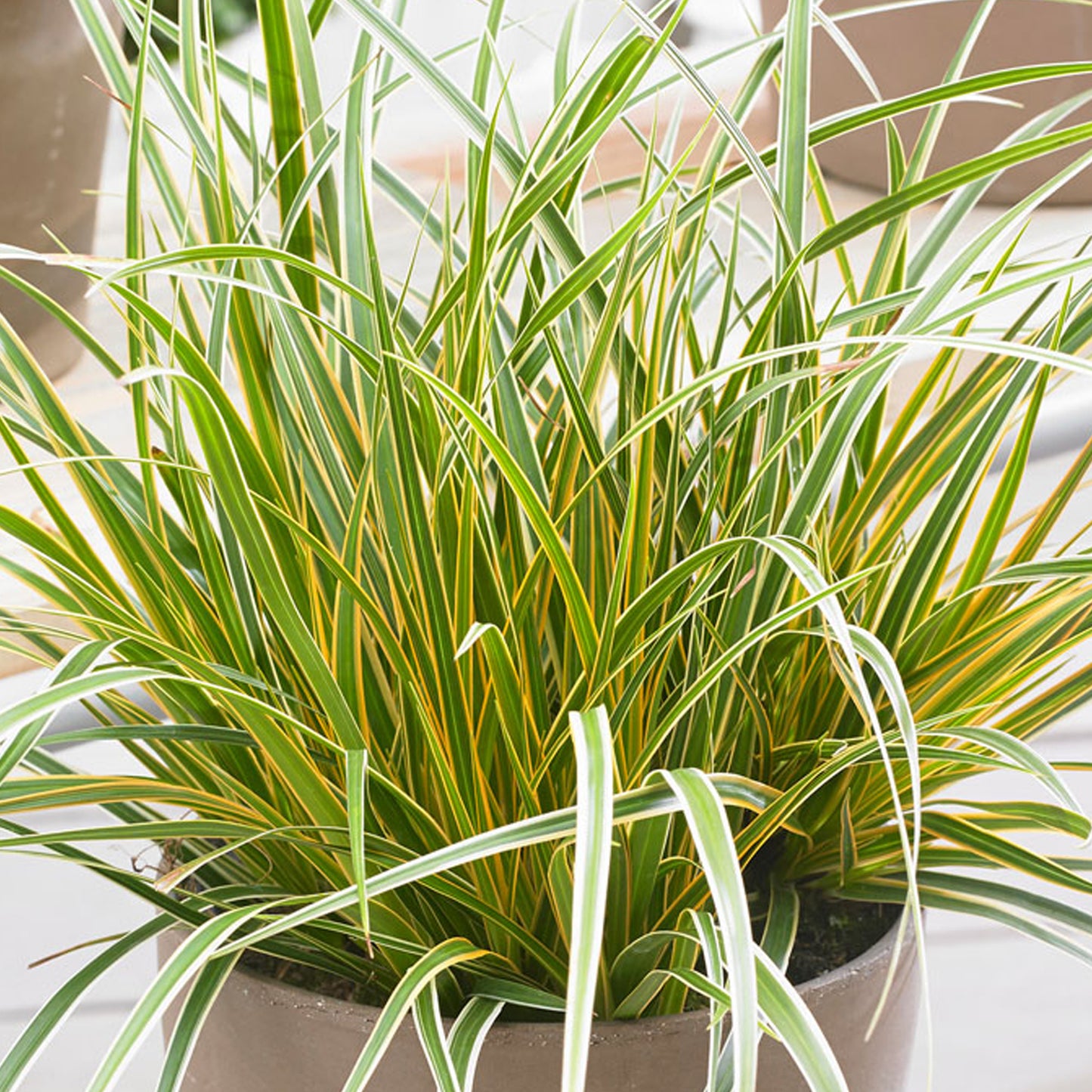 Carex Everglow