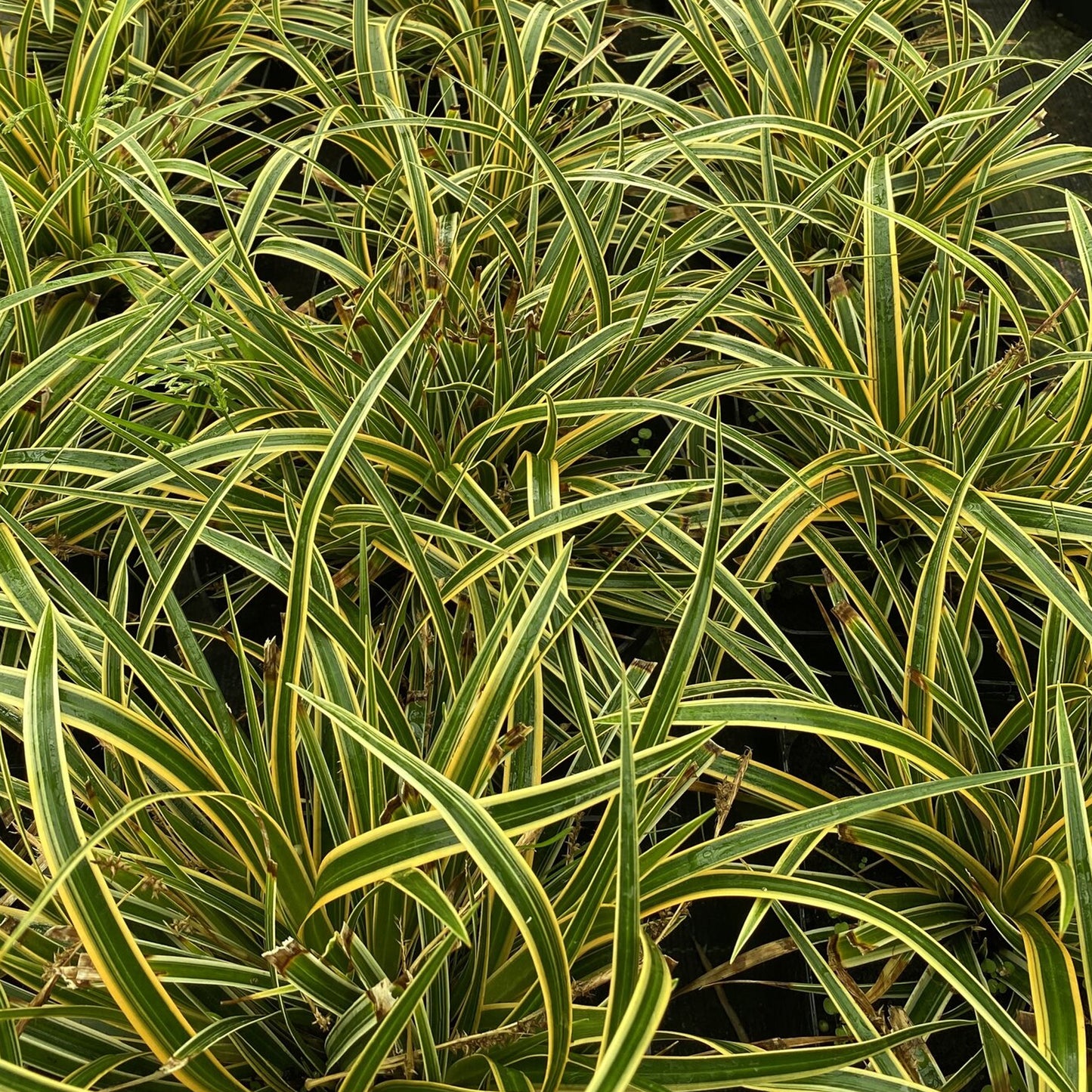 Carex Everglow