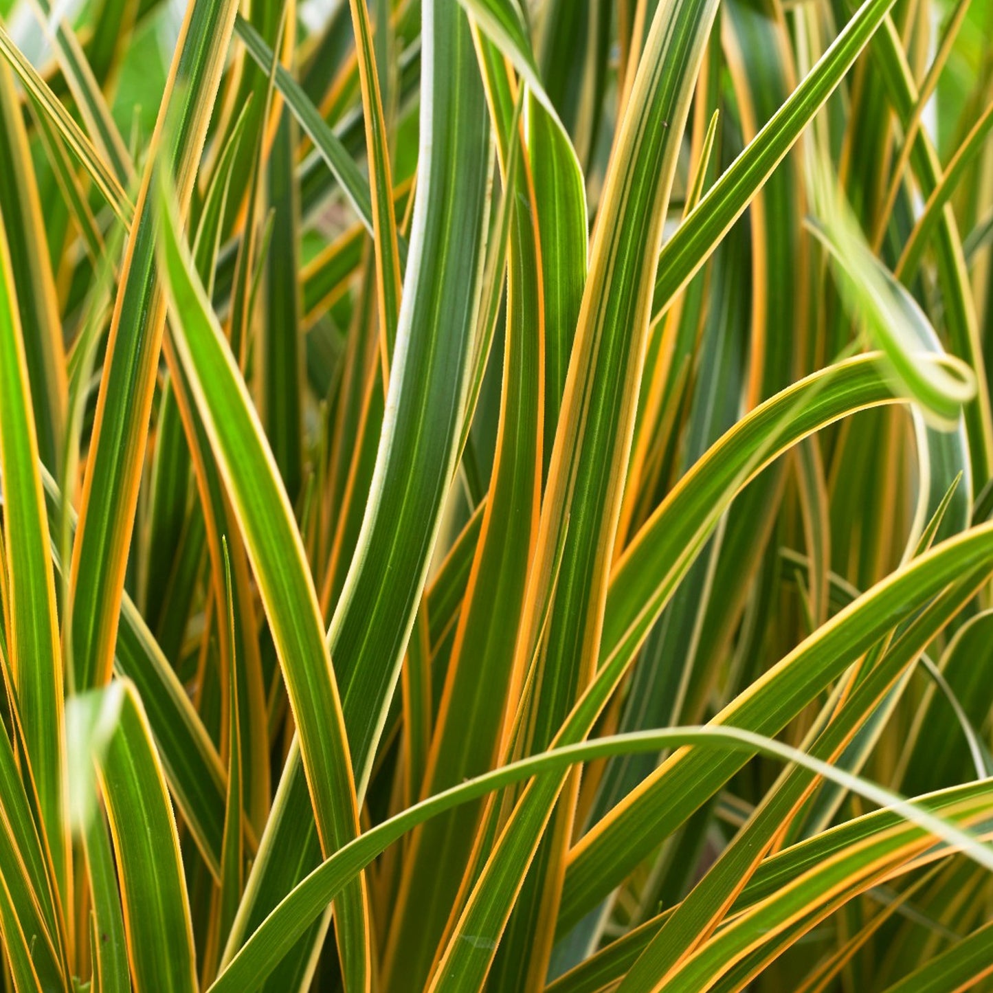 Carex Everglow