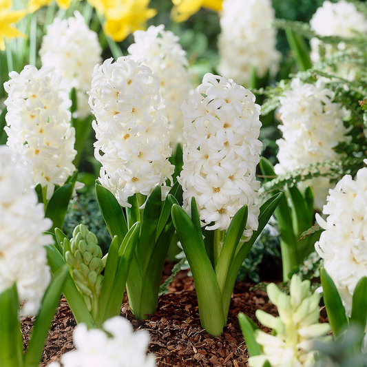 Outdoor Hyacinth Carnegie -MASTER-