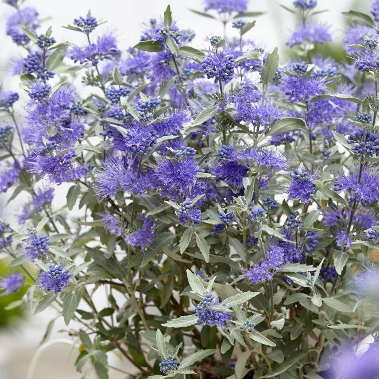 Caryopteris Sterling Silver