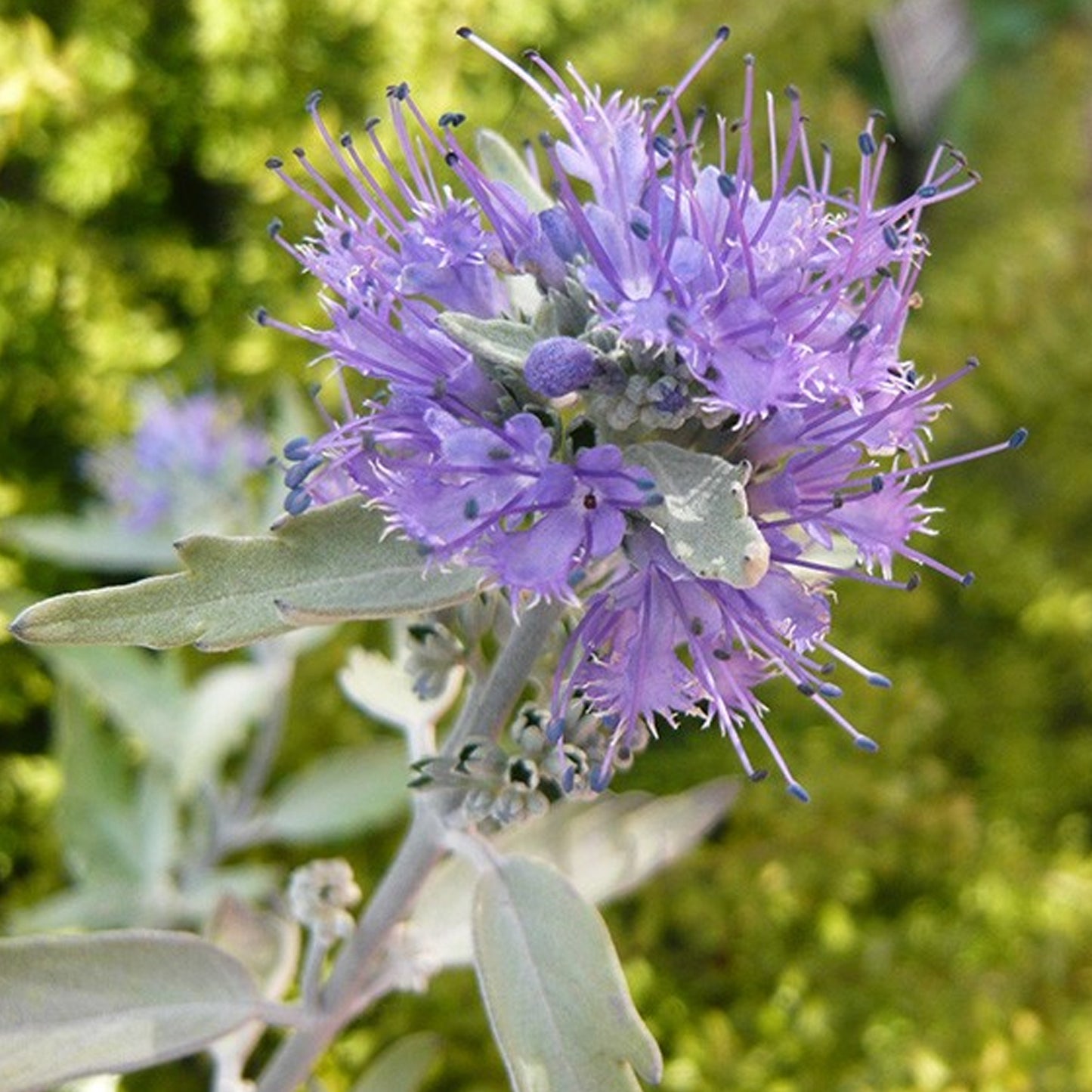 Caryopteris Sterling Silver