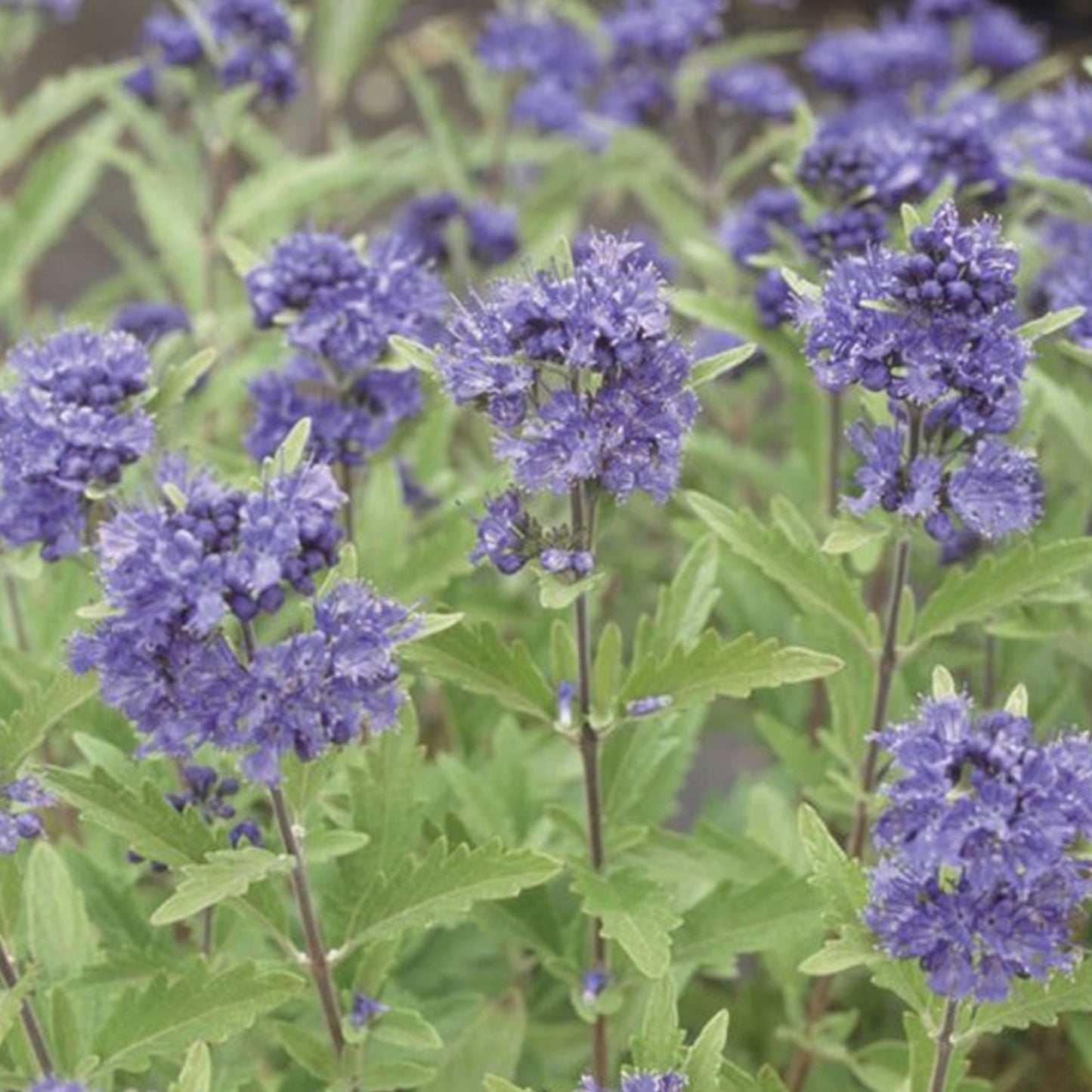 Caryopteris Sterling Silver