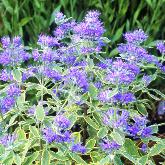 Caryopteris Summer Sorbet
