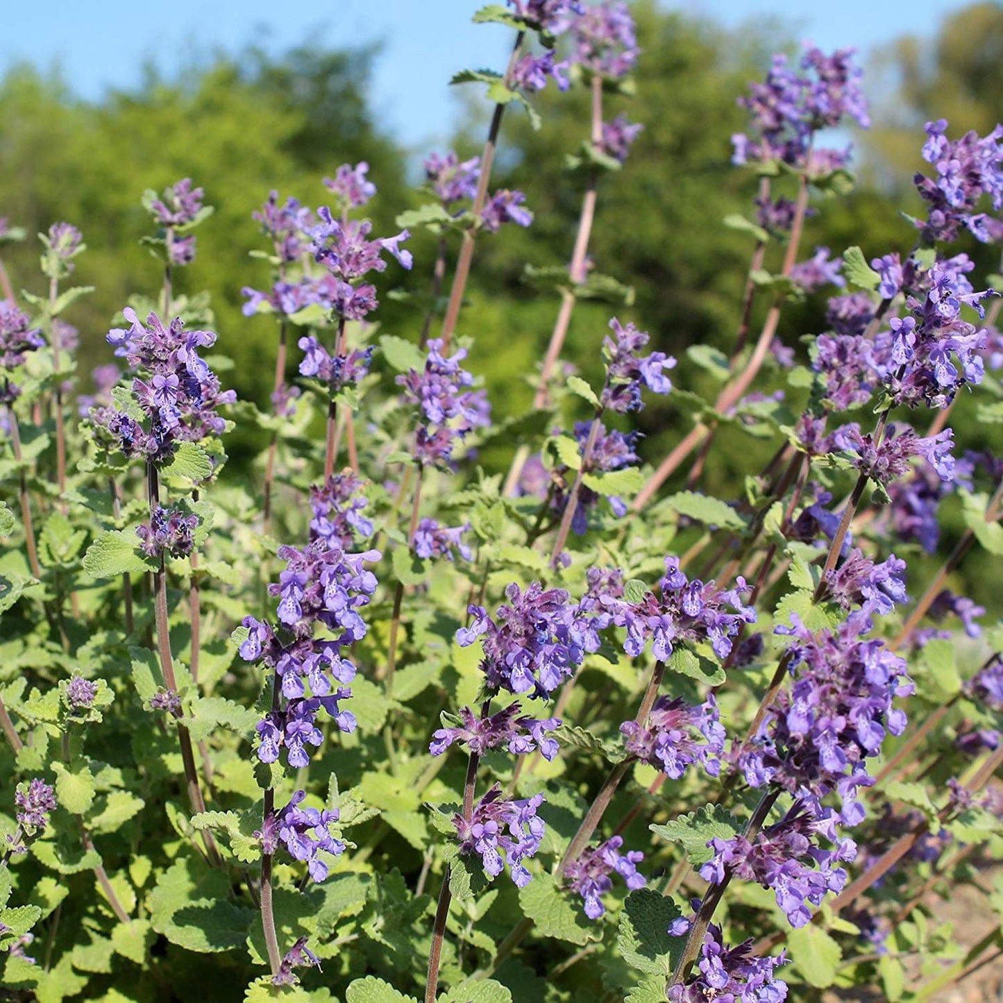 Herb - Catnip