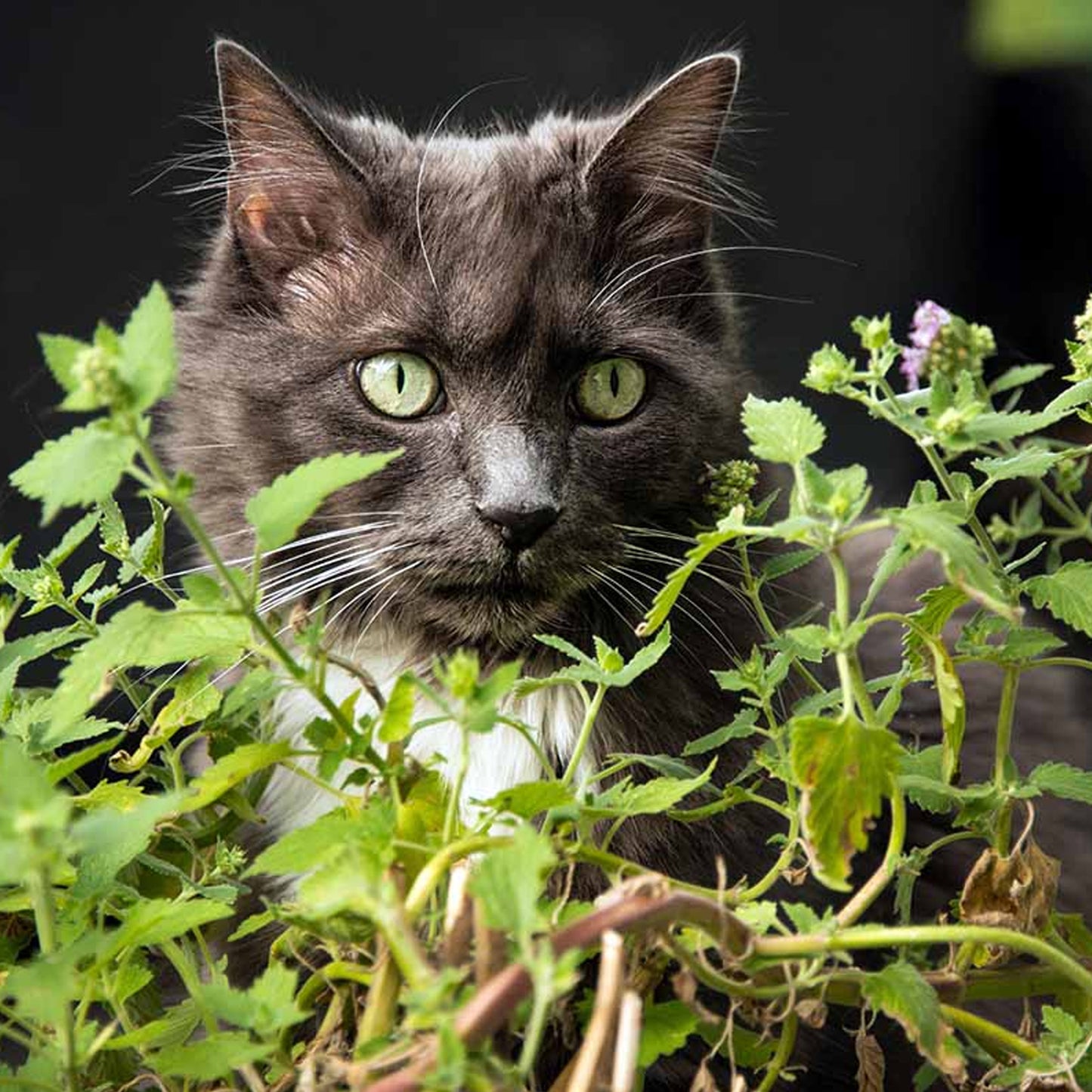 Herb - Catnip