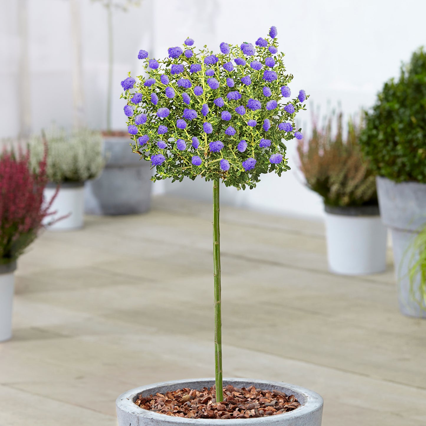 Ceanothus Puget Blue Patio Tree