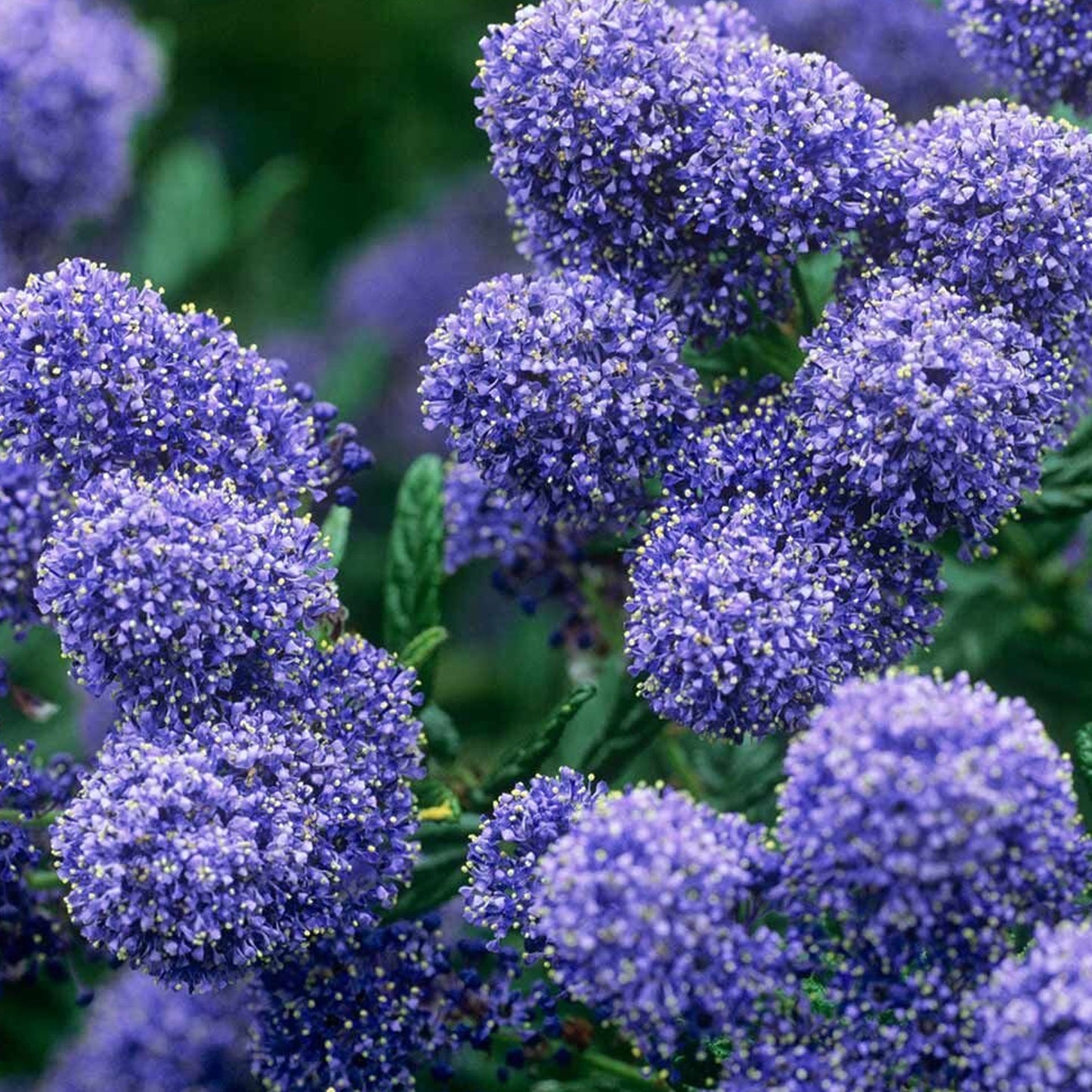 Ceanothus Puget Blue Patio Tree