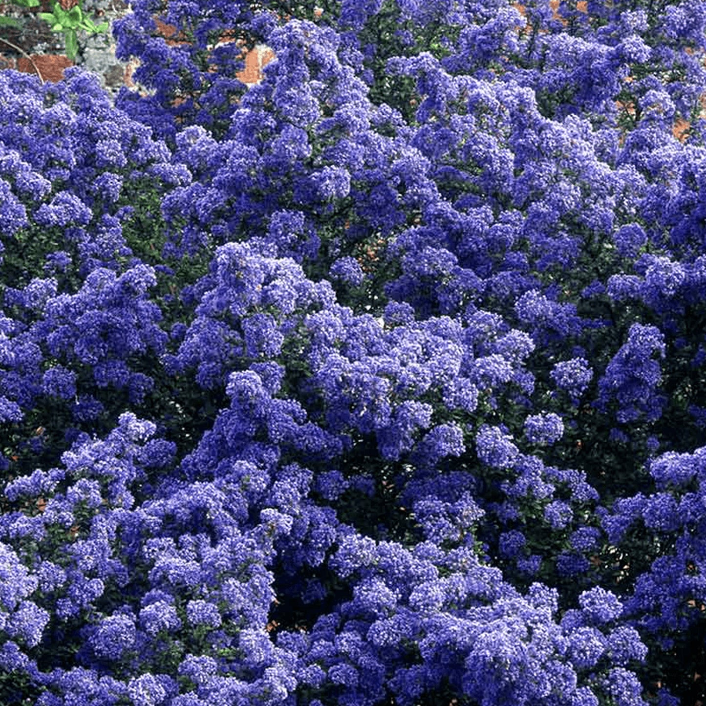 Ceanothus Puget Blue Patio Tree