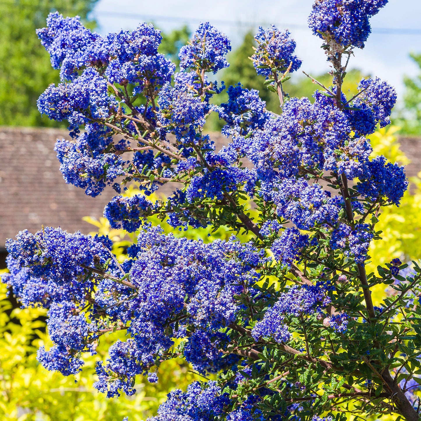 Ceanothus Dark Star