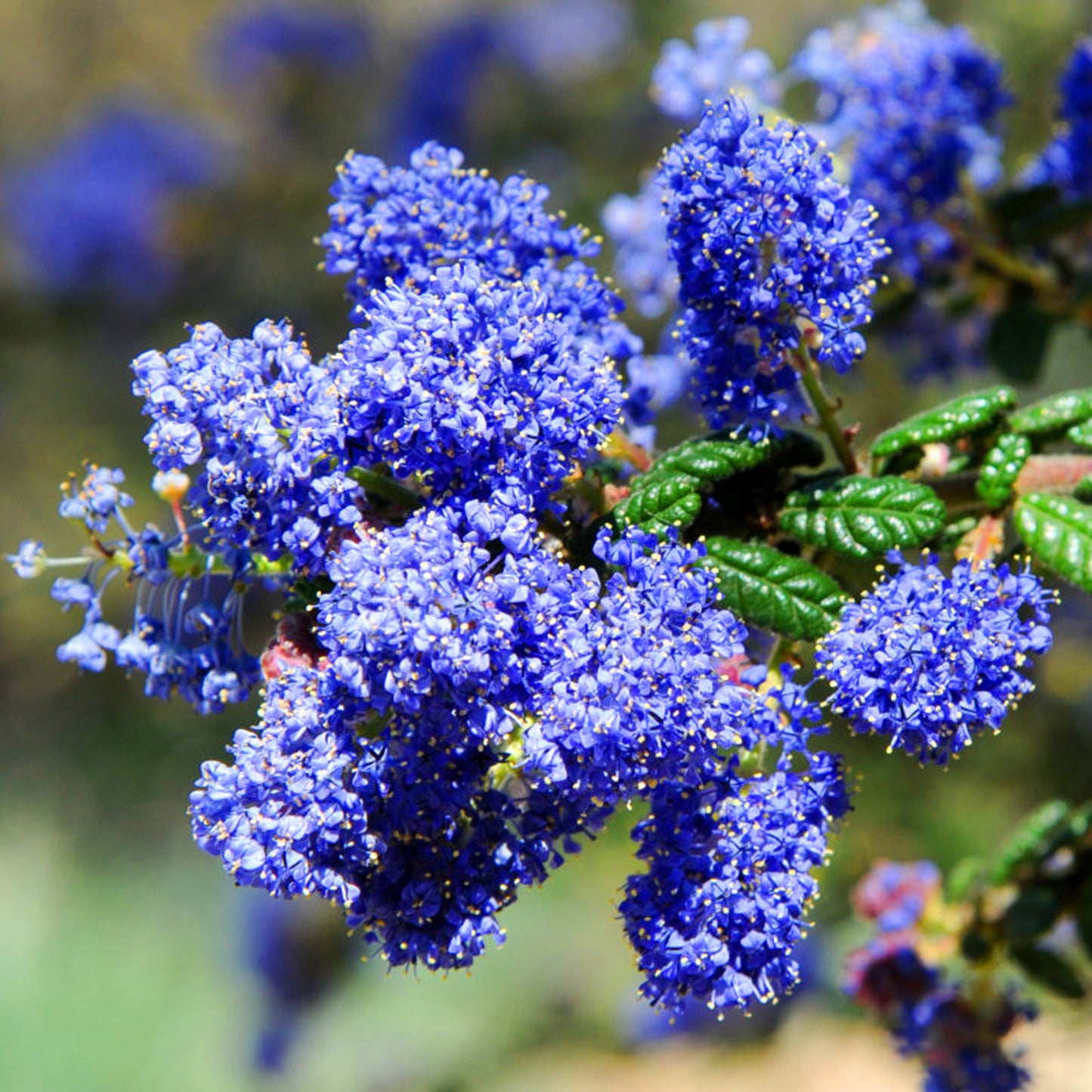 Ceanothus Dark Star