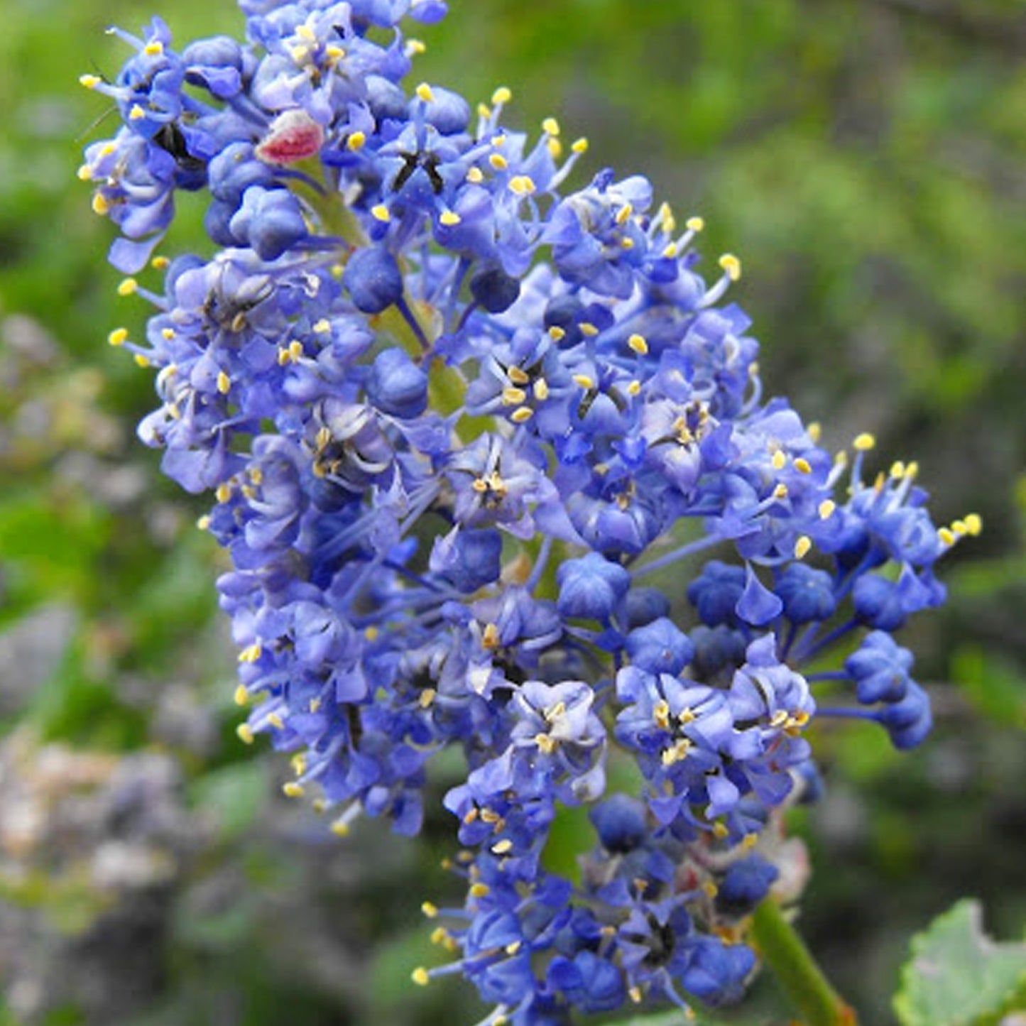 Ceanothus Dark Star