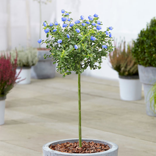 Ceanothus Repens Patio Tree