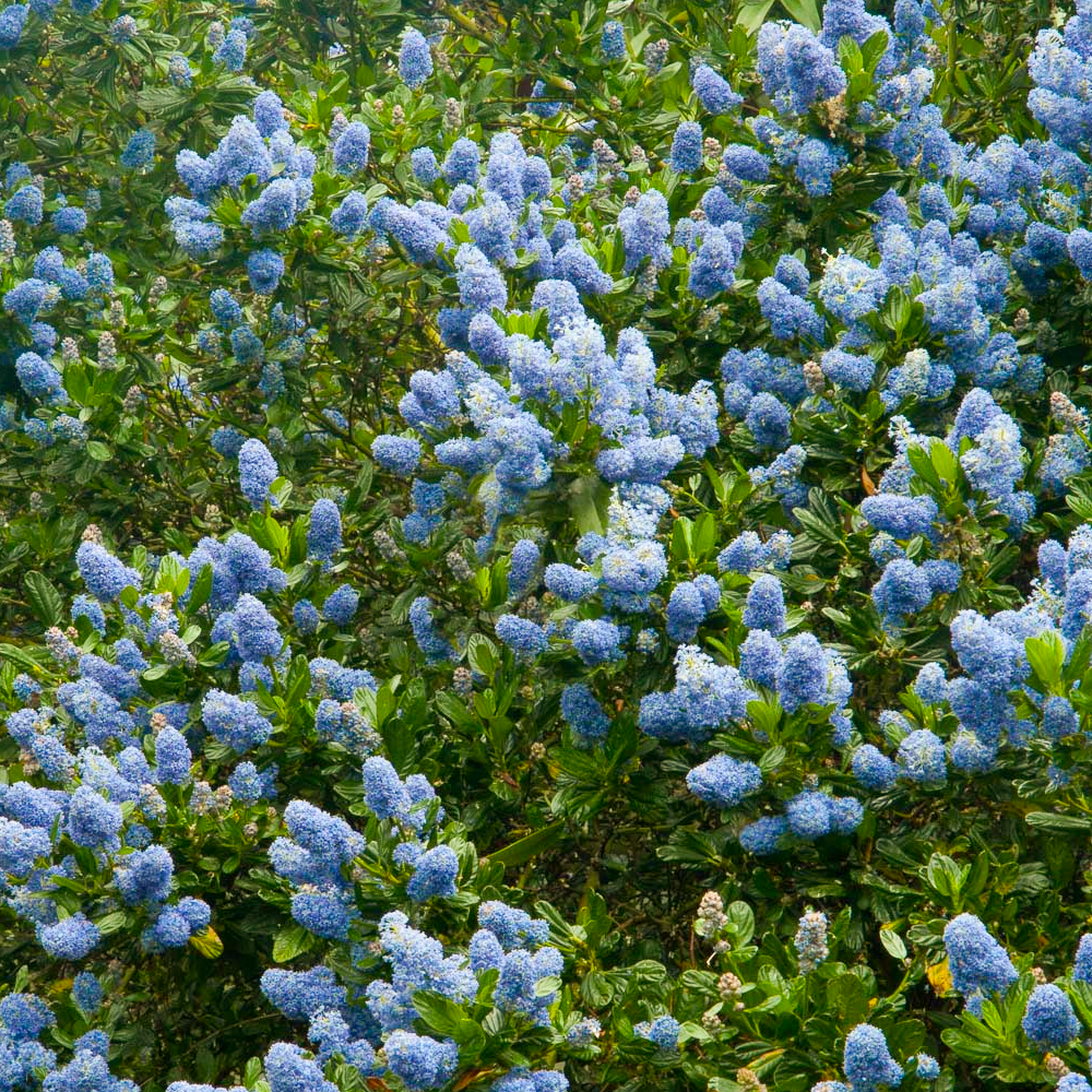 Ceanothus Victoria (9cm)