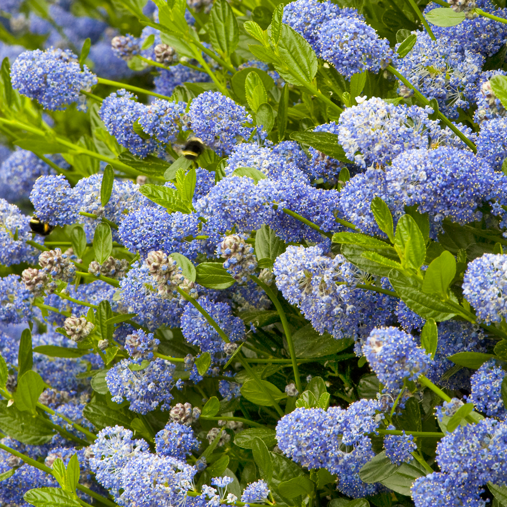 Ceanothus Victoria (9cm)