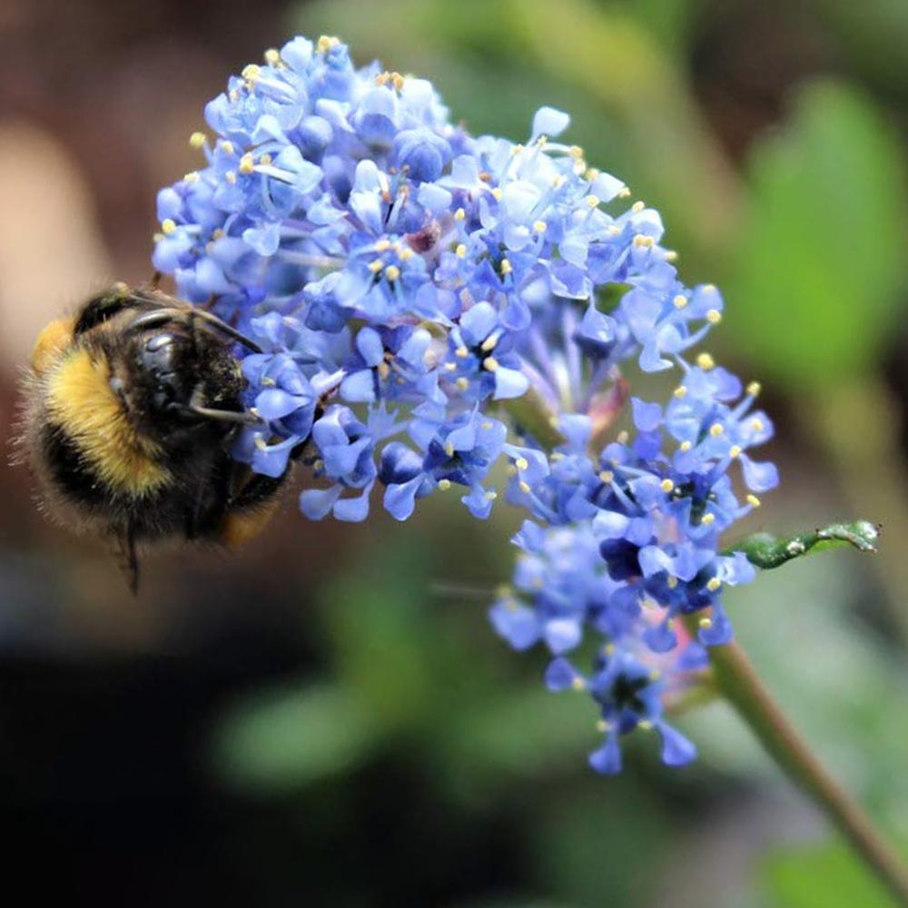 Ceanothus Victoria (9cm)