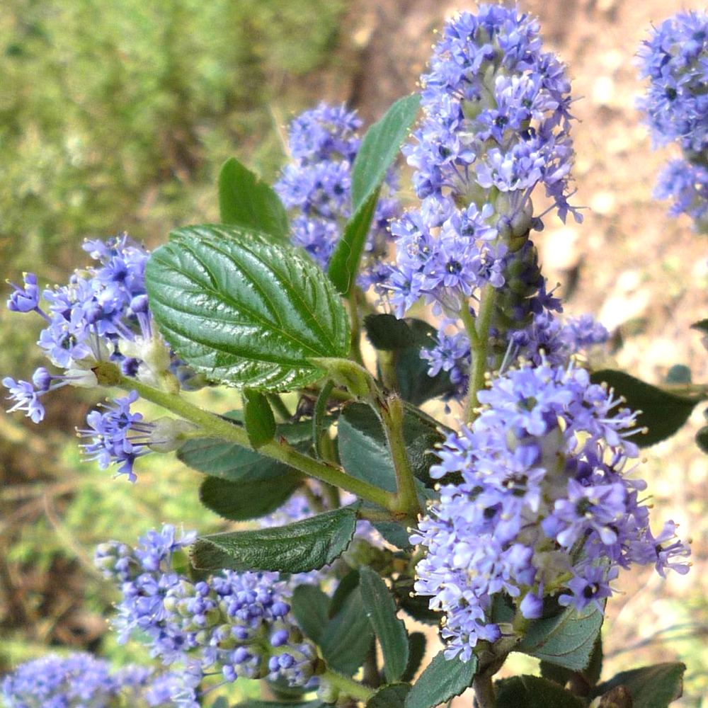 Ceanothus Victoria (9cm)
