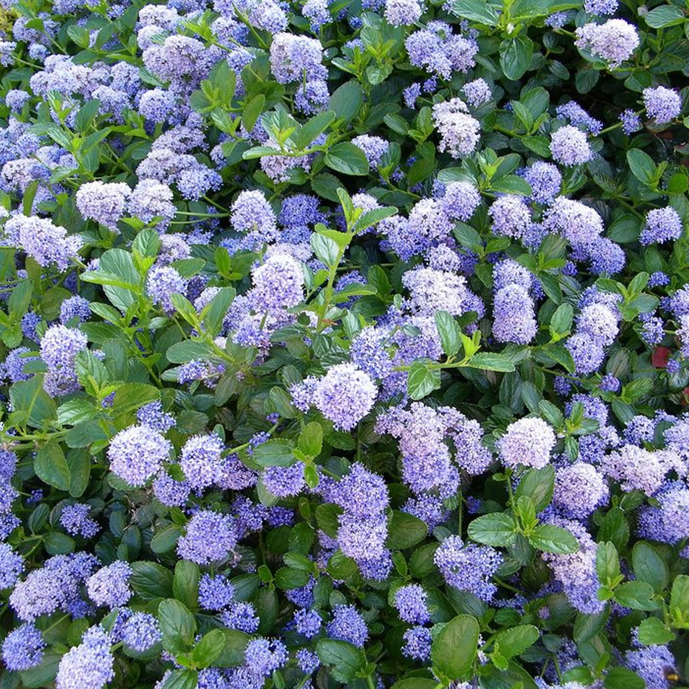 Ceanothus Victoria (9cm)