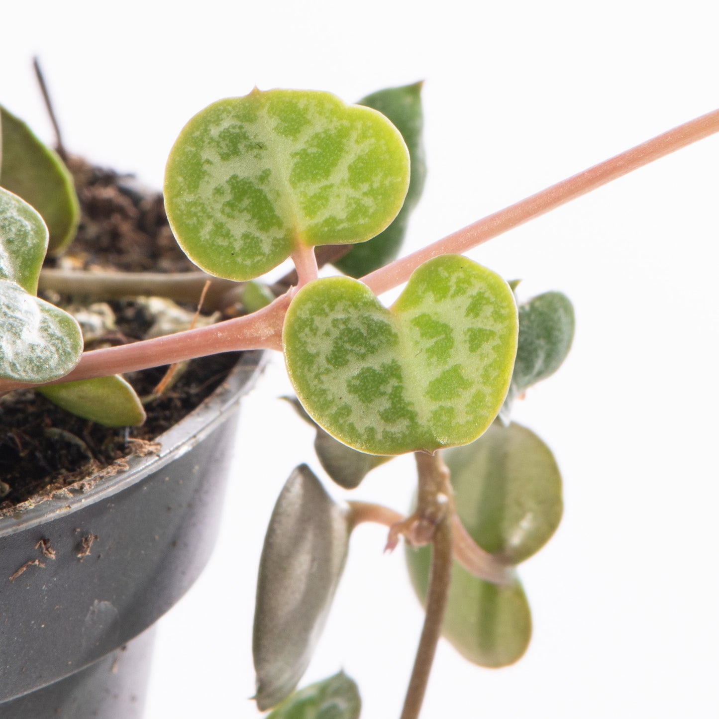 Baby Plants - Ceropegia Woodii