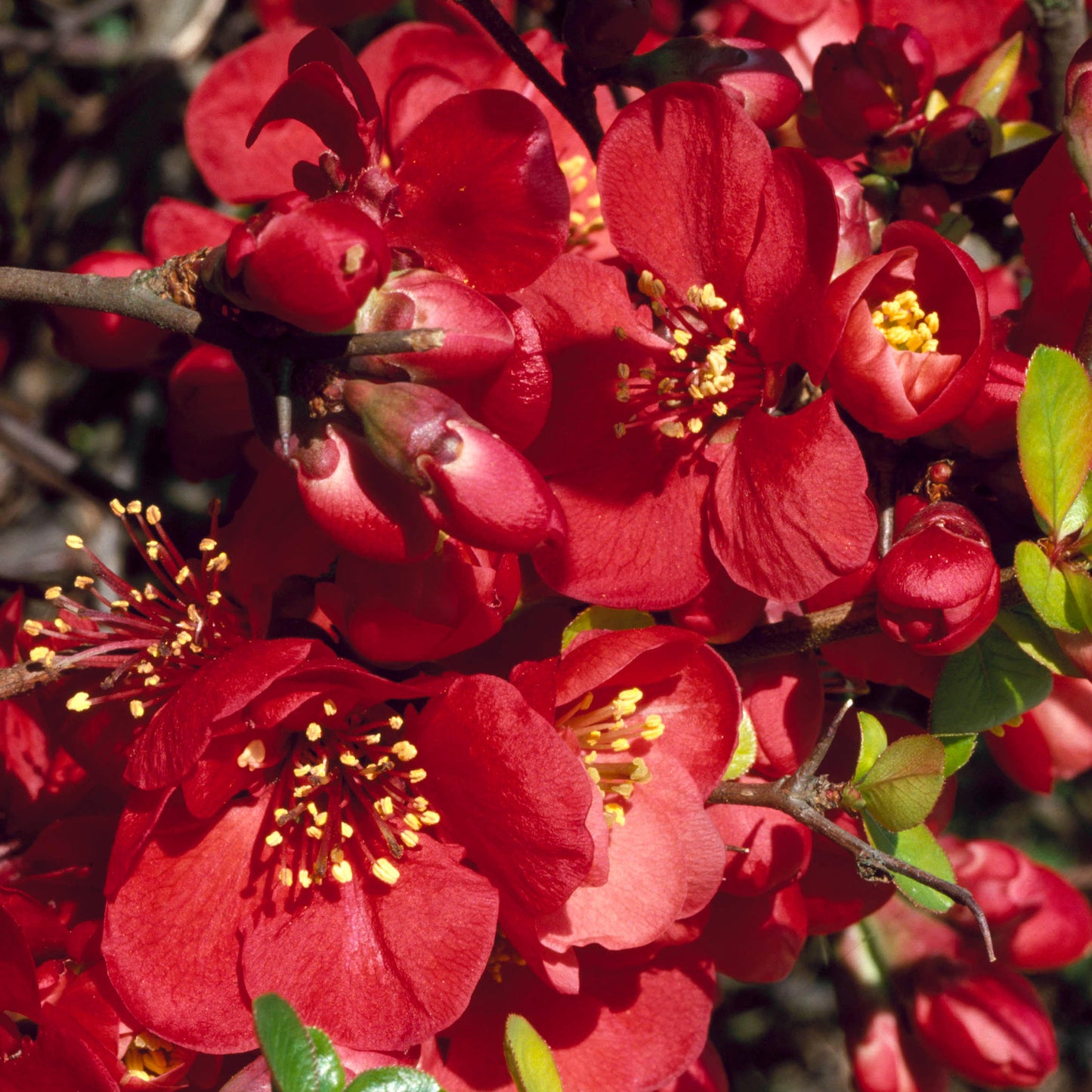 Chaenomeles Knap Hill Scarlet