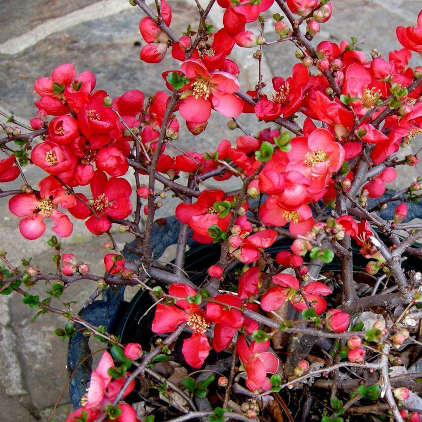 Chaenomeles Knap Hill Scarlet