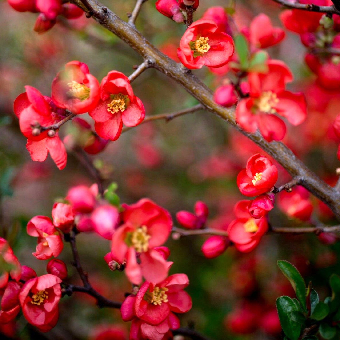 Chaenomeles Knap Hill Scarlet