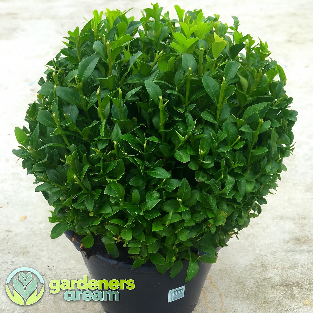 Buxus Ball (20cm)