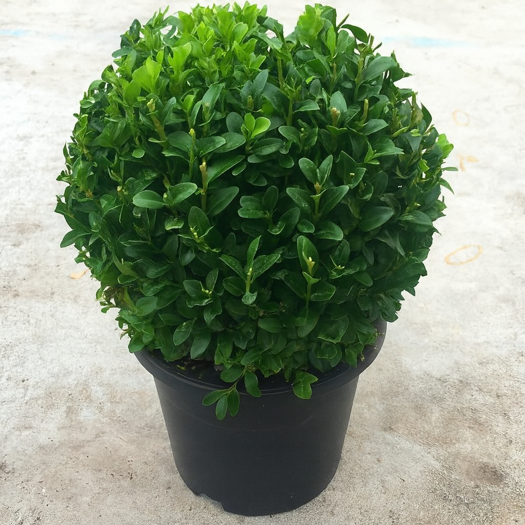 Buxus Ball (20cm)