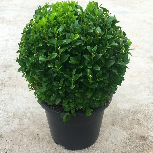 Buxus Ball (20cm)