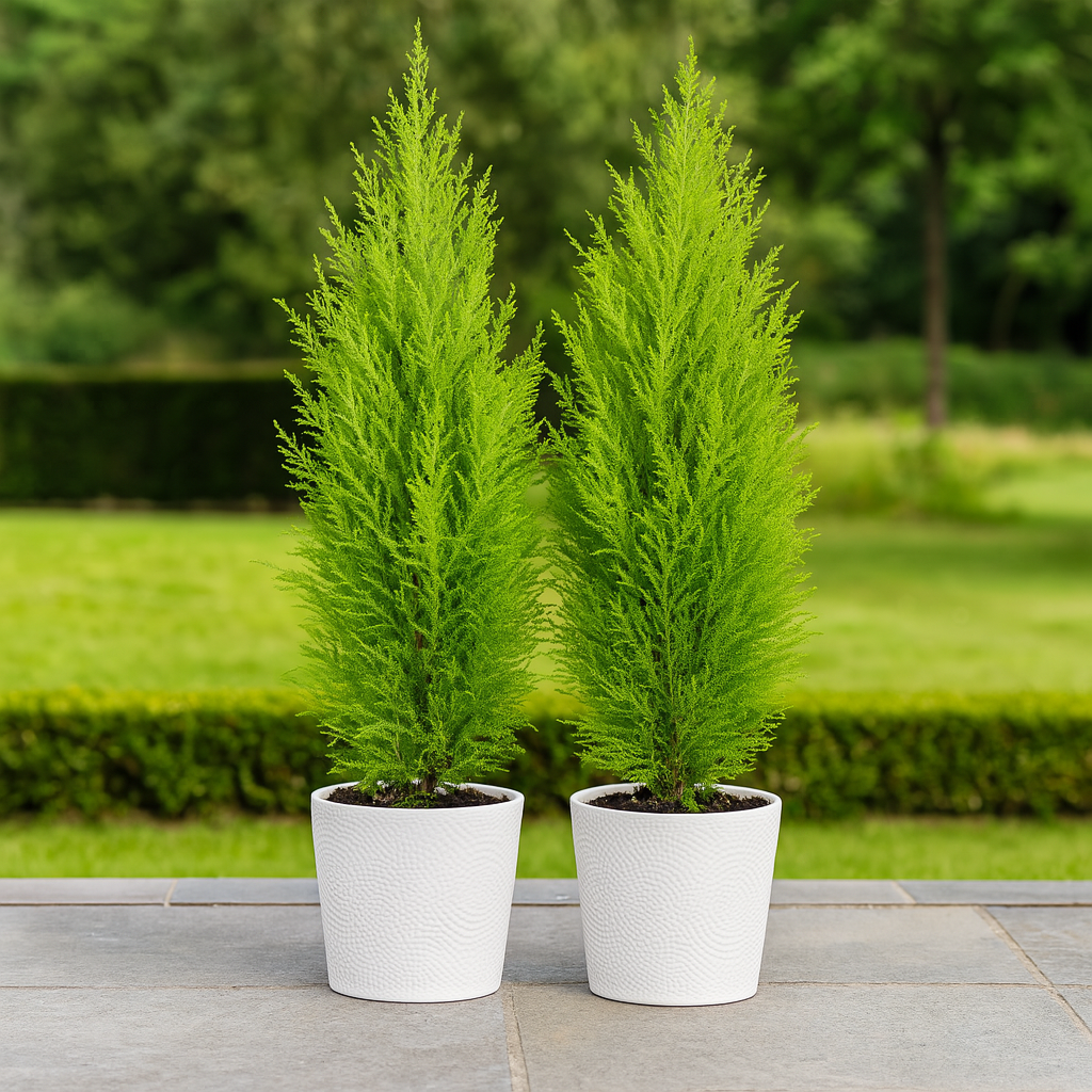 Cupressus Wilma (10cm, Pack of 2)