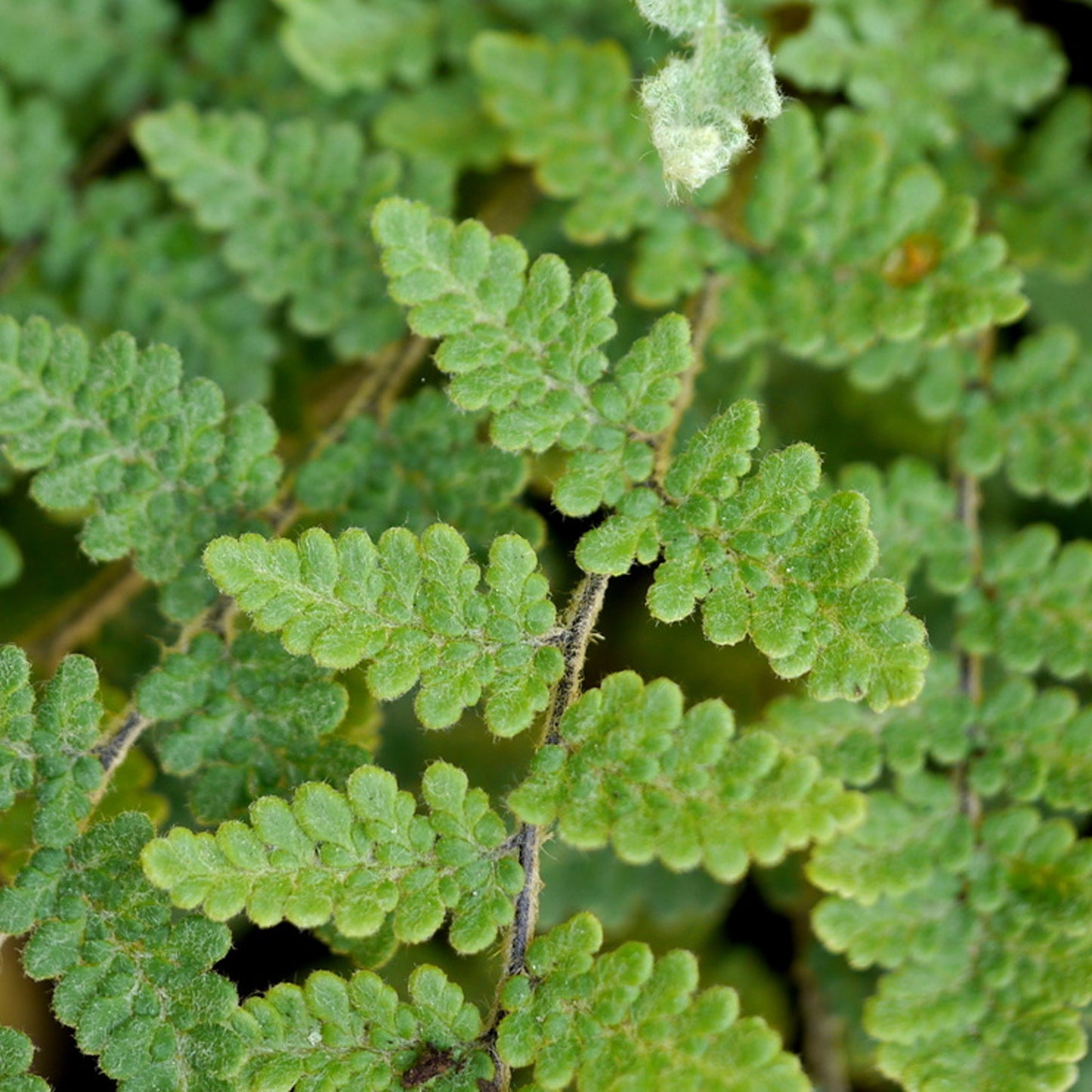 Cheilanthes Lanosa