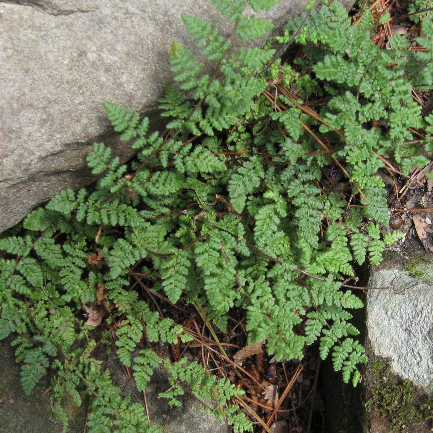 Cheilanthes Lanosa