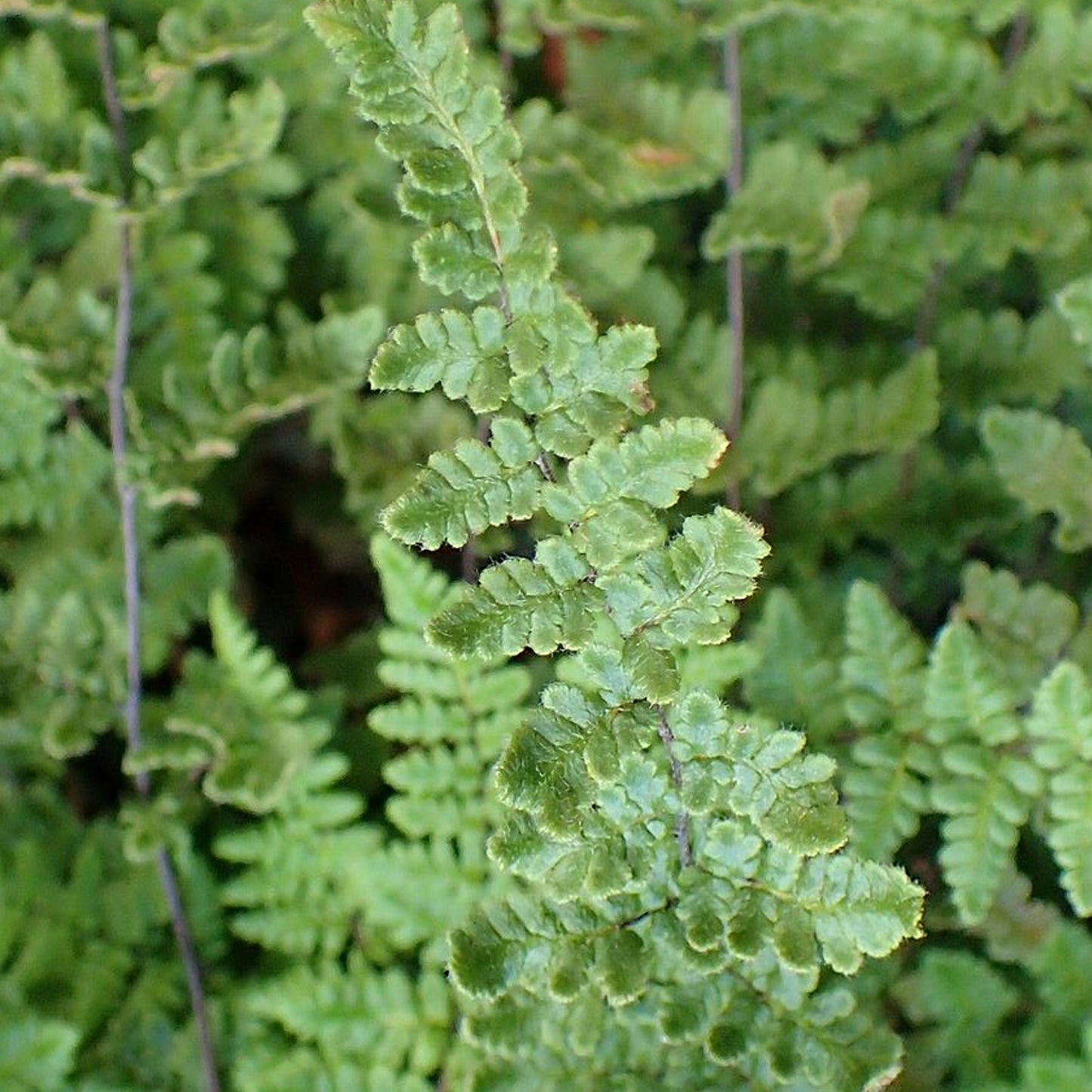 Cheilanthes Lanosa