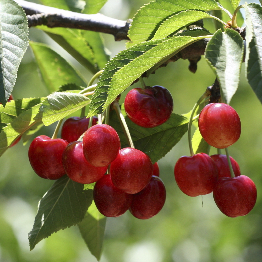 Cherry Sunburst (12L, 4-5ft)