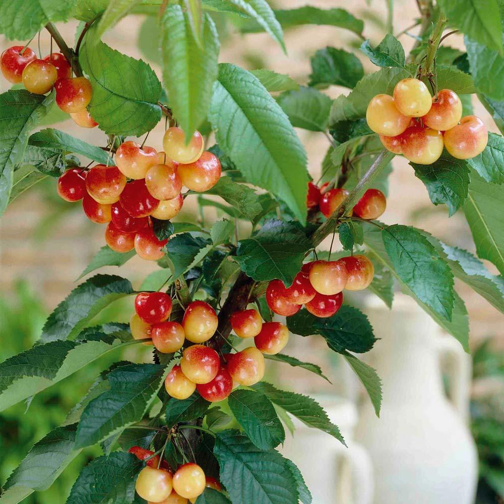 Cherry Sunburst (12L, 4-5ft)