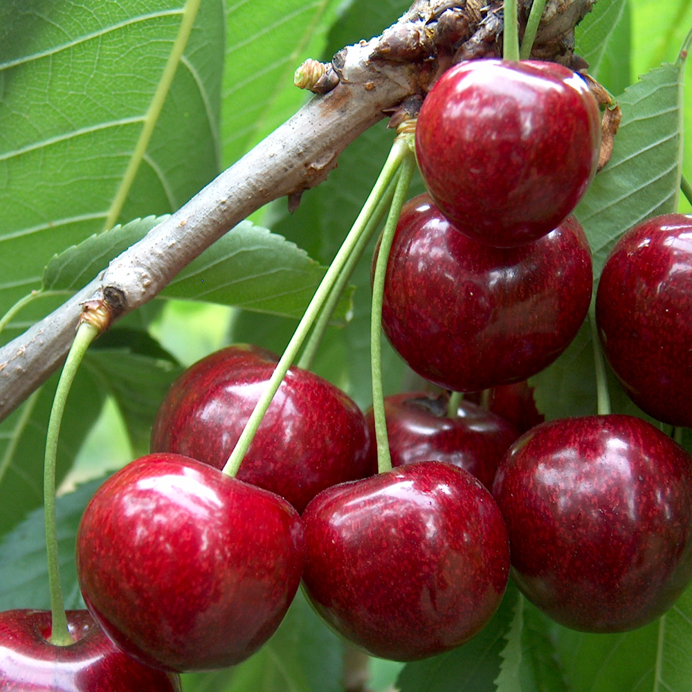 Cherry Sunburst (12L, 4-5ft)