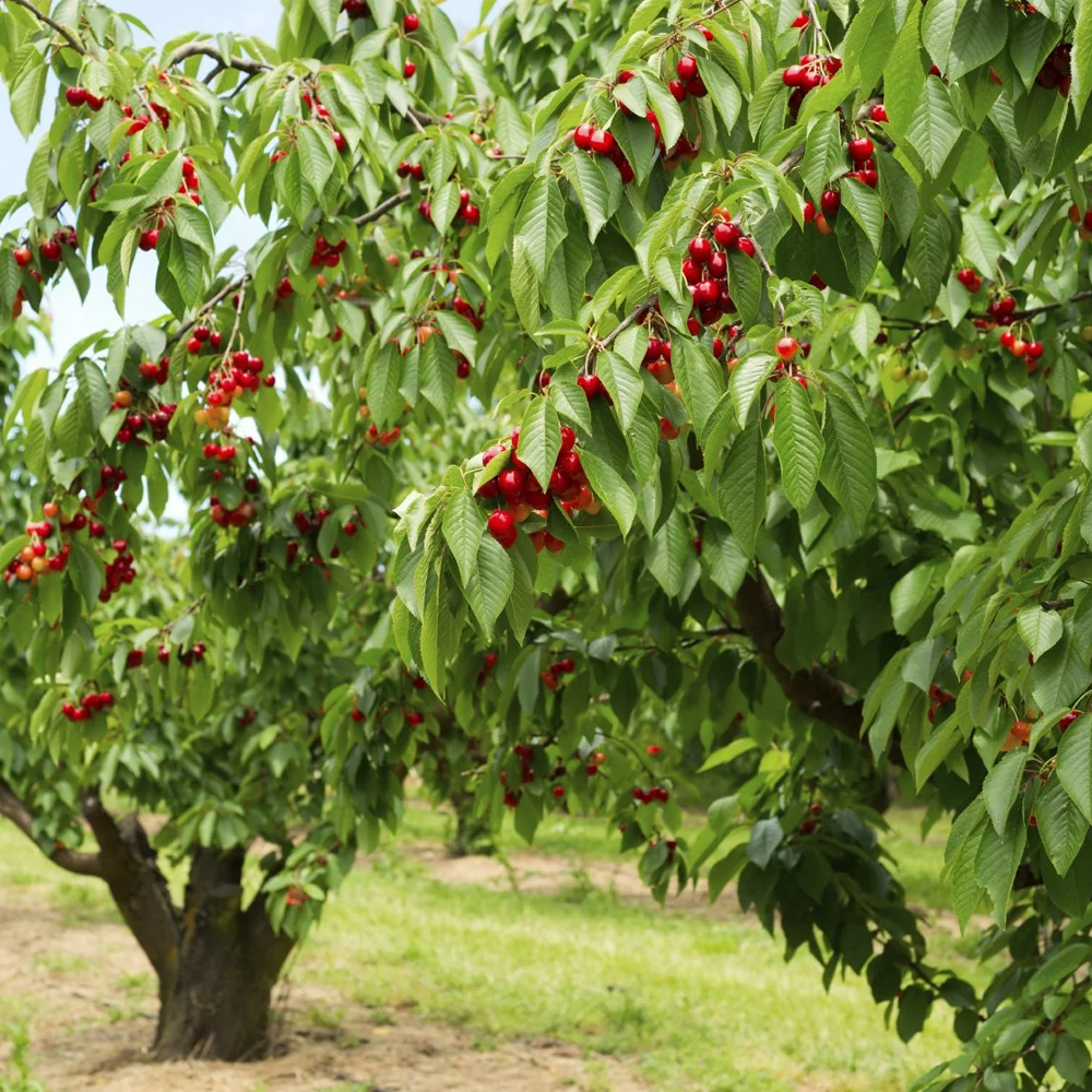 Cherry Sunburst (12L, 4-5ft)