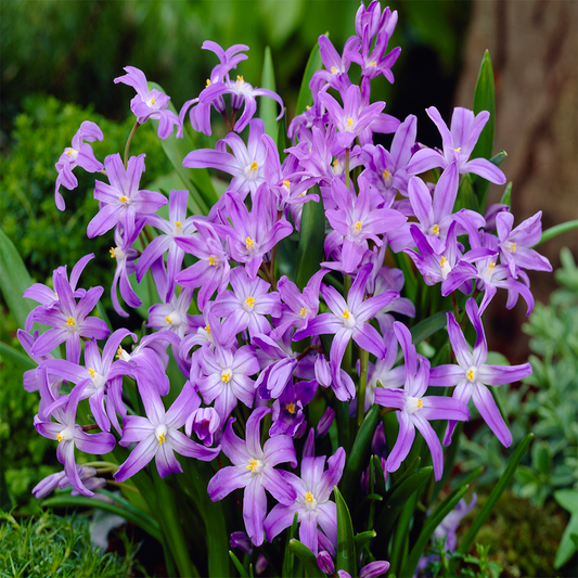 Chionodoxa Luciliae -MASTER-