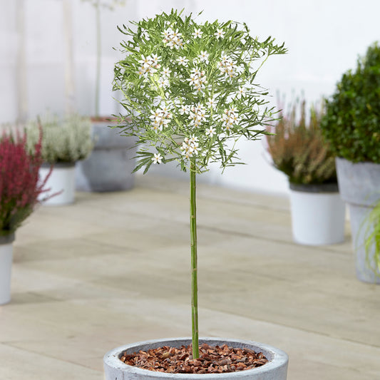 Choisya White Dazzler Patio Tree