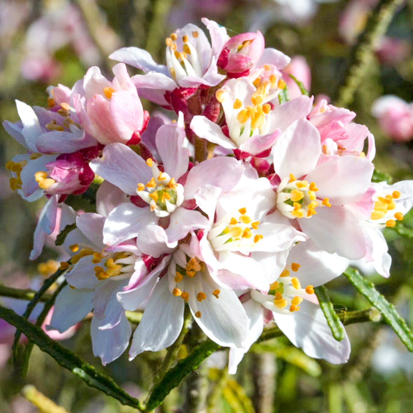 Choisya Apple Blossom