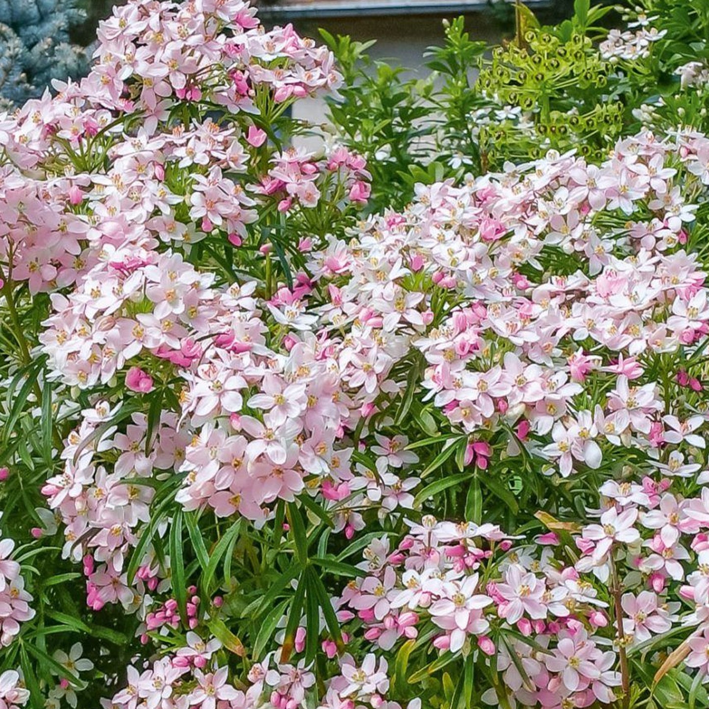 Choisya Apple Blossom