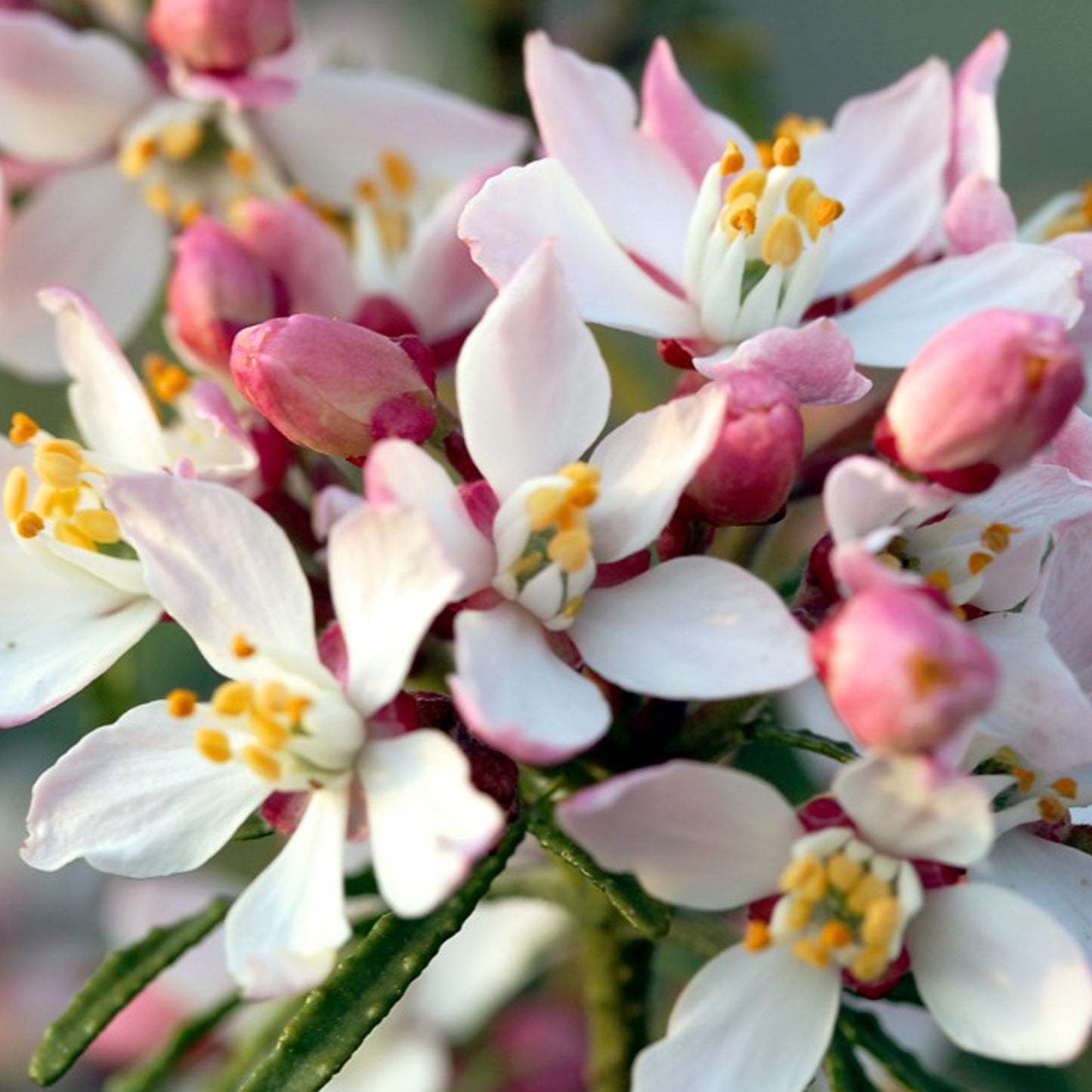 Choisya Apple Blossom