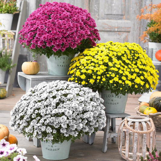 Chrysanthemum (12cm)