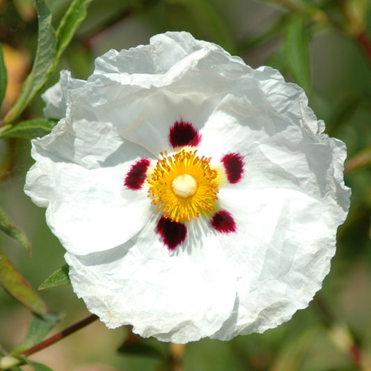 Cistus Decumbens
